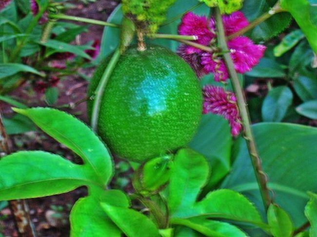 パンの実です。