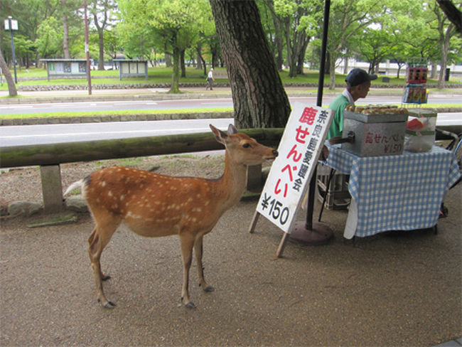 少し歩くと、いました！<br />鹿！(＠_＠;)<br /><br />