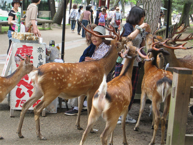 その辺の人が鹿せんべい買ったとたん、このような光景になってました（汗）<br /><br />何匹おんねん！