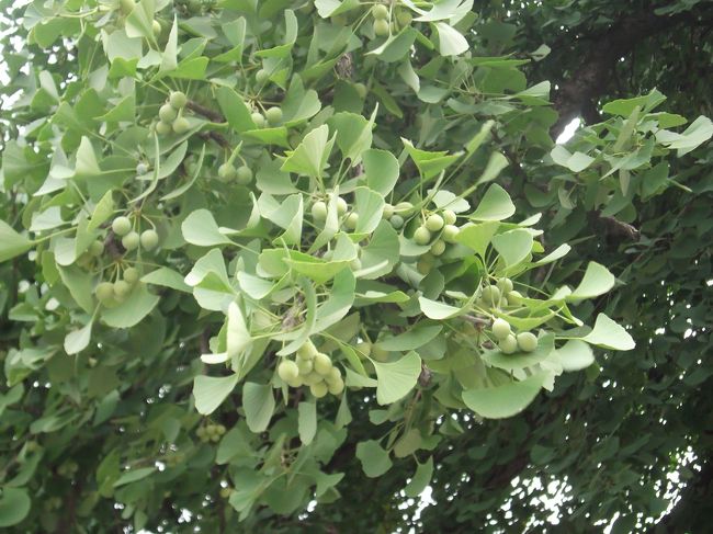 　えっ！？こんな季節に銀杏がたわわに実ってる。。。