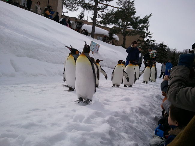 申し込んでいたツアー<br />「旭日山動物園とガリンコ号ツアー」<br />旭日山動物園の滞在時間は2時間半ほど。昼食も食べないとならないし、<br />もぐもぐタイムも何を選ぶか？でいいポジションが取れなかったりするので<br />いちおしはペンギンのお散歩に！<br />お散歩もゲートを開いて散歩に行きたくて出てきたペンギンだけがお散歩をする。というペンギン主体のお散歩<br />今日は11羽もお散歩に出てきてくれました?