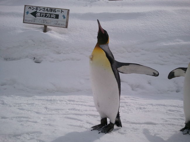 このころ、ペンギンも衣替えなんだそうです。<br />なので胸のあたりの毛は生え替りでもじゃもじゃ・・・<br />こんなのも見れるのは3月だそうです。