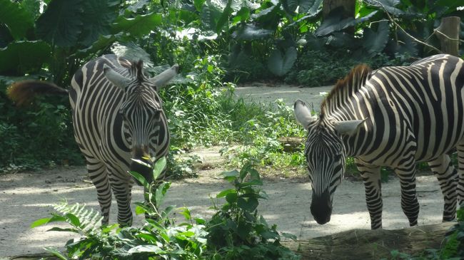 パチンコのゼブラは大好きー♪