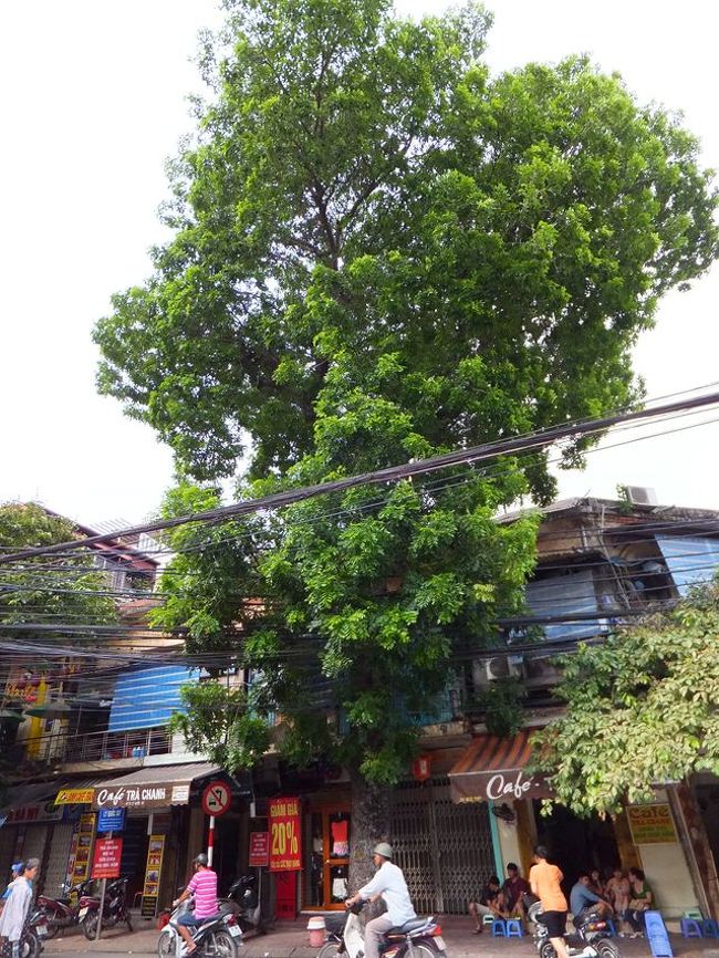 とにかくこの街には　ｃａｆｅ　が多いです<br /><br />大木も多く、店の前にもこのとおり<br /><br />また、欧米人の観光客が大変多く見られました。