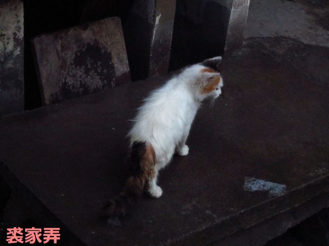 猫ちゃん発見。