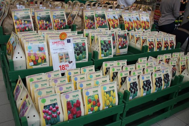 チューリップの球根や、鉢植えまで。