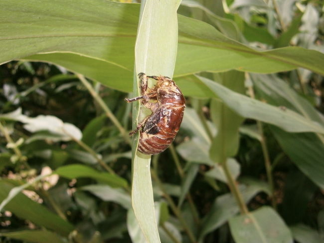 蝉の抜け殻・・・。<br /><br />この辺りからぽつぽつと雨脚が・・・。<br /><br />間に合いました。