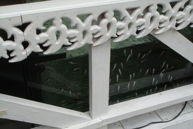 例の足の角質とる魚<br /><br /><br />怖くて試せなかった(>_<)<br /><br />