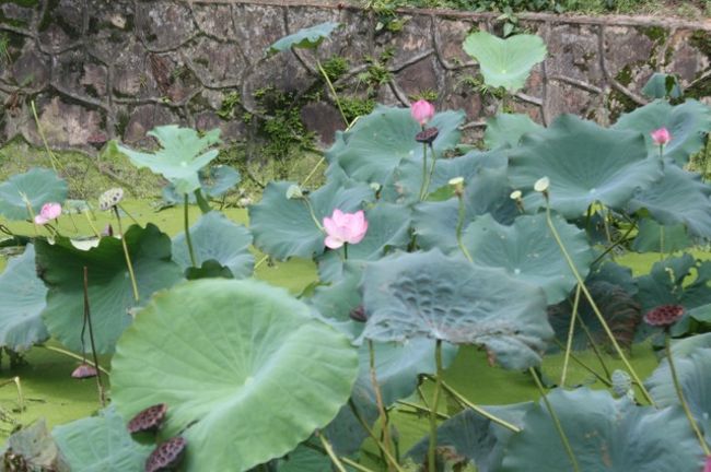 蓮の花の見頃は終わっていたのが残念でした。