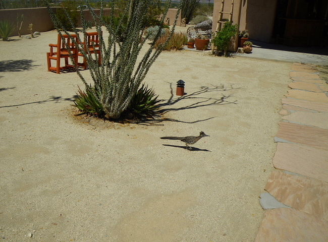 カリフォルニア大自然と温泉三昧 12年gw その31 Borrego Valley Innの花と鳥 ボレゴ スプリングス アメリカ の旅行記 ブログ By F Sさん フォートラベル カリフォルニア大自然と温泉三昧 12年gw その31 Borrego Valley Innの花と鳥 ボレゴ スプリングス アメリカ の旅行記 ブログ By F Sさん フォートラベル