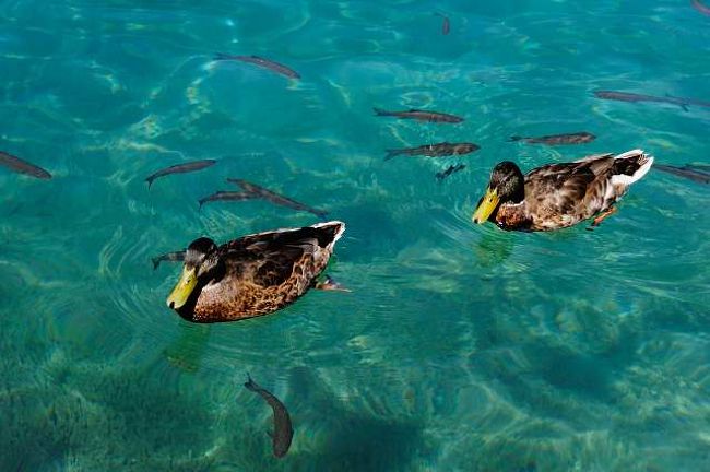 清澄なプリトヴィッツェ湖群で、泳ぐ鴨