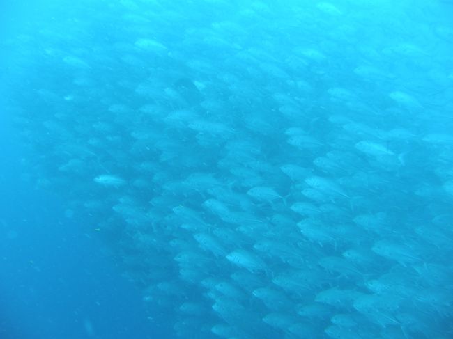 ギンガメアジの玉