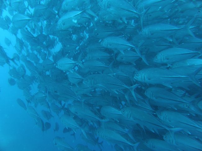 近くによってもビクともしません