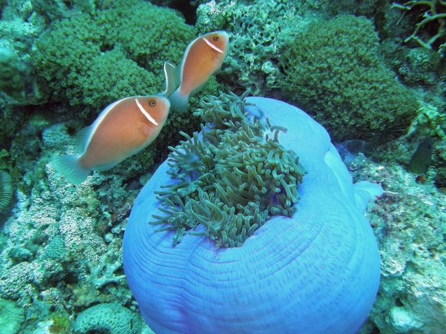 ハナビラクマノミ。キレイに並んでいます