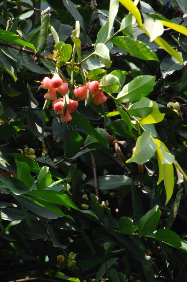 有った！<br />デベソの実♪