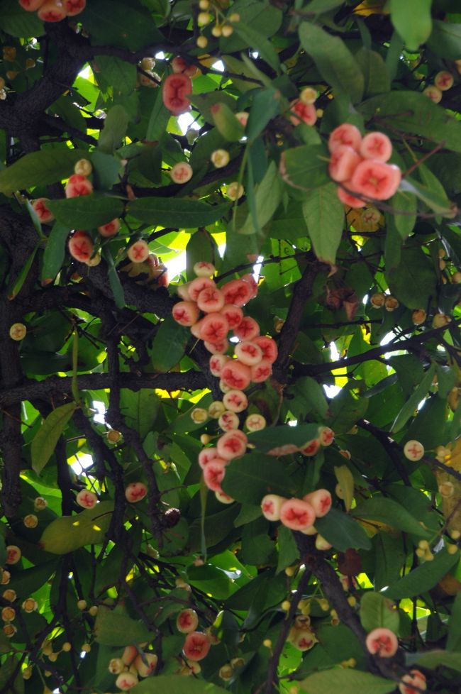 AFなのになんでピンボケ･･･？<br /><br />デベソーズ！