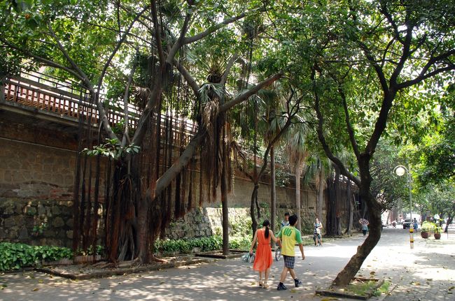 南方と言えばこのカジュマルの木。<br /><br />このヒゲヒゲを編んでおくと、素敵な木になって育ちます。<br />放っておくと、このまま地面に根付いてしまいます。