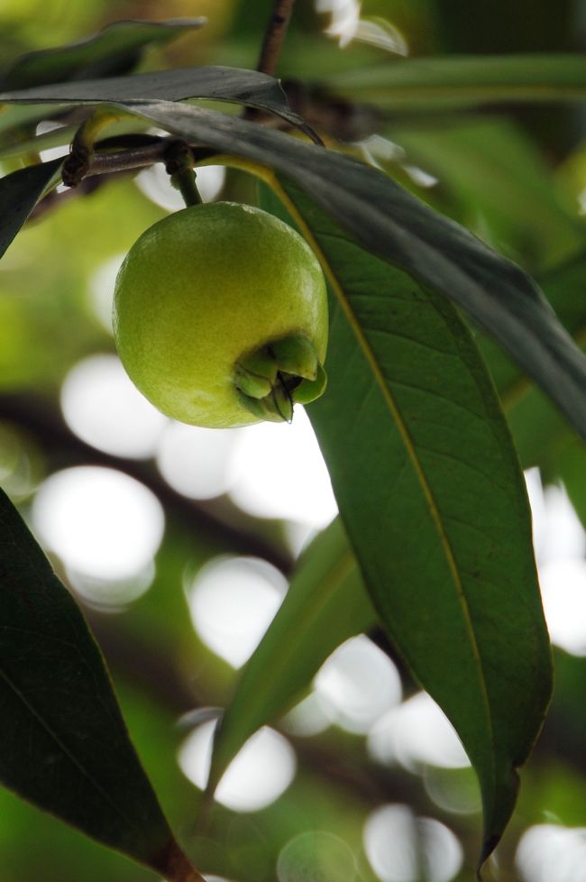 この実の名前を聞いたのですが忘れました･･･