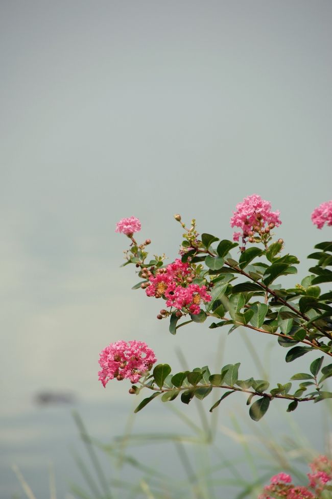 池の端では、百日紅の幼木が咲いています。<br /><br />自然の方に興味が湧くこま。