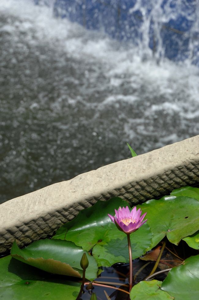 滝壺の池には小さな睡蓮が咲いていました。