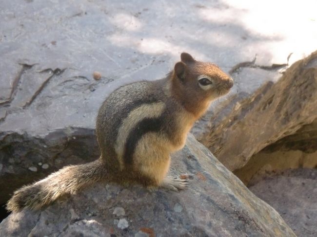 カナディアンロッキーに限りませんが、Canadaにはたくさんの野良猫ならぬ野良リスがいます＾＾<br />猫よりリスの方が多かったなぁ。。
