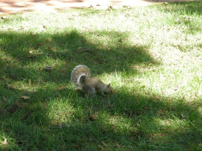 校内にはリスがたくさんいます。が、学生は見向きもしていなかった。