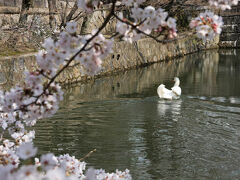 初めて知ったのですがここには白鳥がいるのですね〜大勢の人から見られていますが動じることもなく優雅に泳いでいます。