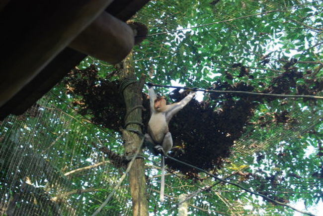 その後、テングザルなどを見ながら、そのまま、アーメンレストランを目指します。<br />