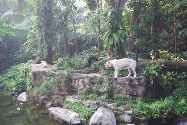 ホワイトタイガー