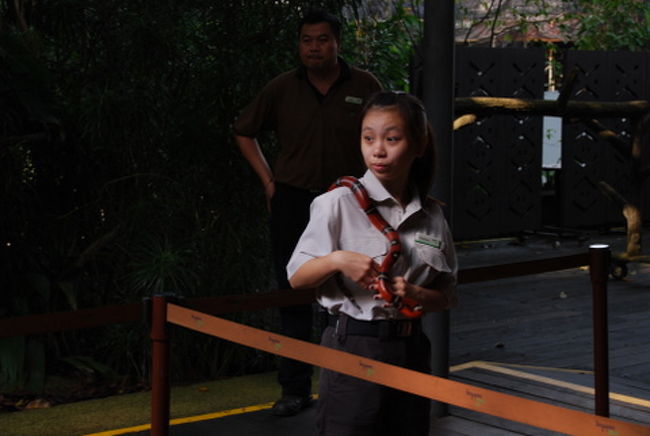 記念撮影の前に、スタッフがヘビのパフォーマンス。<br />たしかゲストもヘビを巻いて記念撮影出来るんじゃないかな？<br />当日はやっている人いなかったけど。