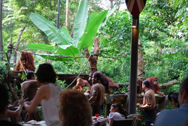 そうこうしているうちにオランウータンが揃いました。