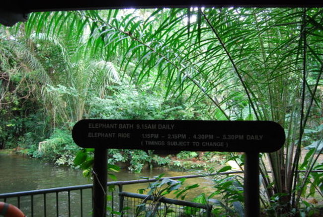 同じ頃、近くでは象の水浴びなどがあったようです。<br />食事を終えて見に行くとちょうど象が帰るところでした。