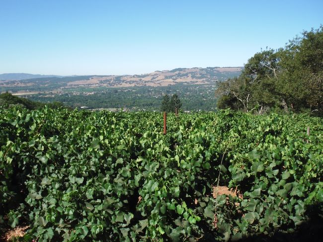 山の上にひろがっているワイン畑。<br /><br />景色がいいです。