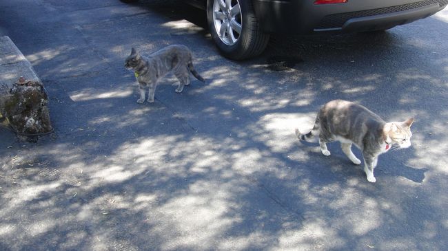 毛並みのよい上品な猫。