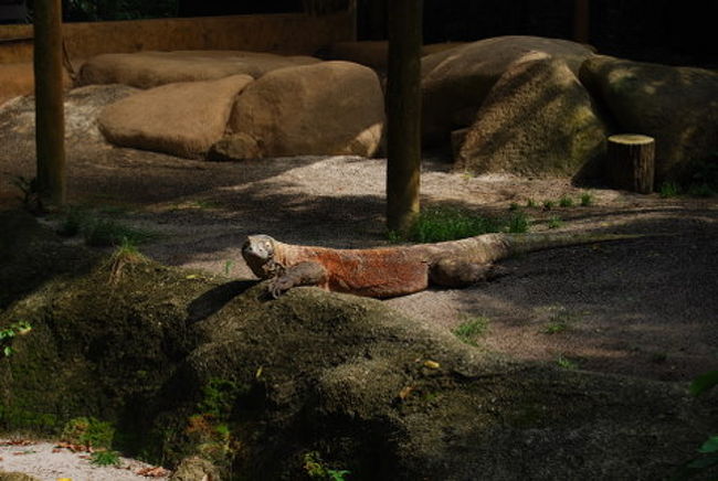 これは、イッテQで、いもとさんが対決したコモドドラゴンです。<br />