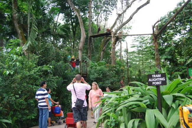 このように、アーメンレストラン前でも、オランウータンが木を渡っているのを見ることが出来ます。<br />