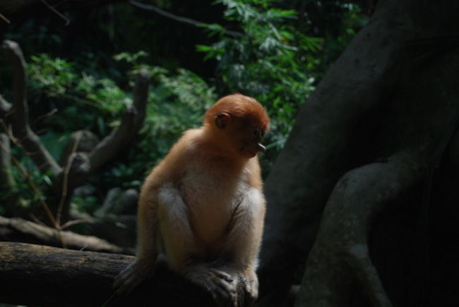 表紙にもつかっている、テングザルの子どもです。<br />まだ鼻が小さいですね。