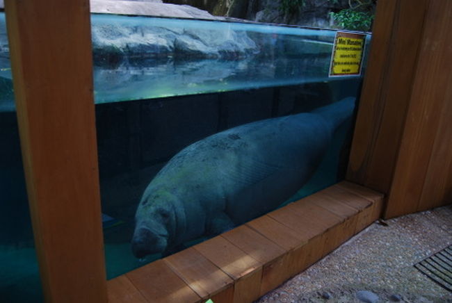 出口へ向かうとマナティもいました。