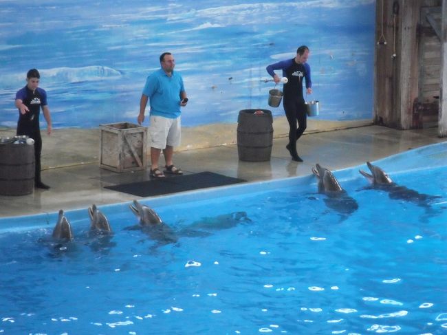 イルカはえさのおねだりを盛んにしていました。（笑）<br />一つ芸をするために、たくさん魚をやらないといけないみたいです。<br /><br />
