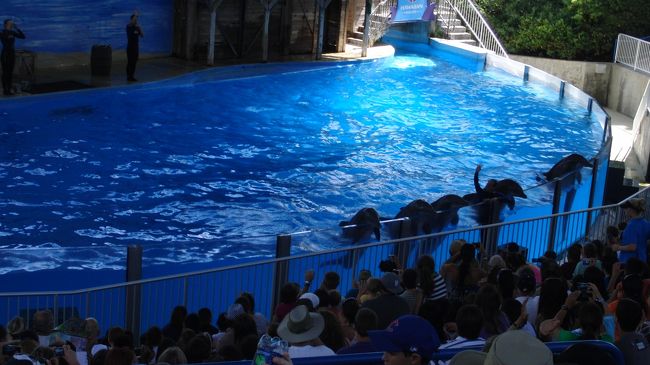 最後にイルカ全員であいさつ。