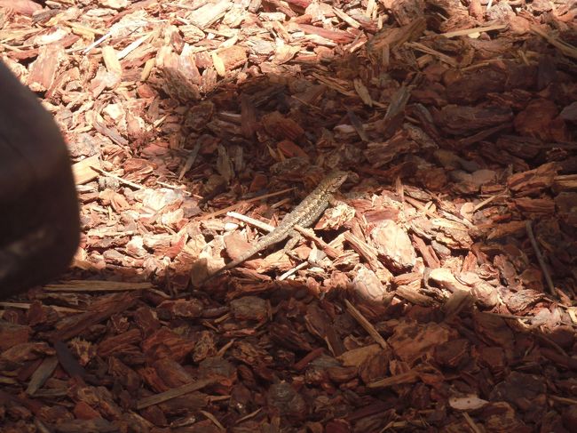 夫がワインの試飲とワイナリーの案内を受けている間<br />私は屋外のピクニックスペースで再び読書。<br /><br />とかげ？が時々遊びに来ました。<br />