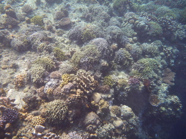 ここのサンゴは元気です。<br />一昨年行った、マレーシアのレダン島も綺麗でしたが、それでも結構サンゴの白化が進んでいました。ここのサンゴはとっても元気です。<br /><br /><br />