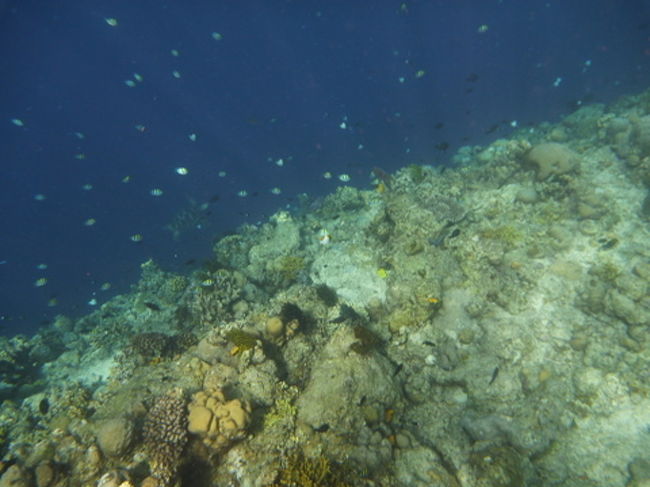 よく見ると下の方にウミガメがいます。