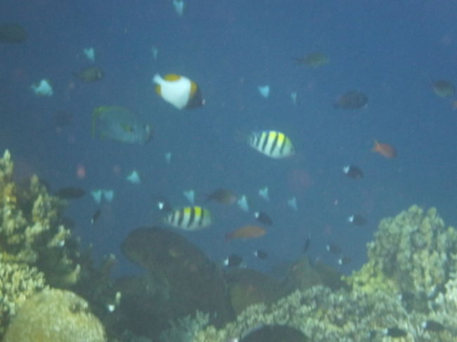 色んな魚がいます。