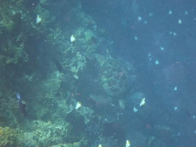 10分ほどしてまたウミガメを見つけました