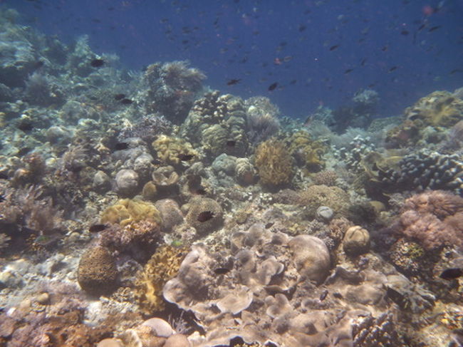 さっそく2つ目のポイントでスノーケル