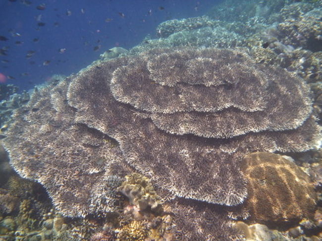 元気なテーブルサンゴ