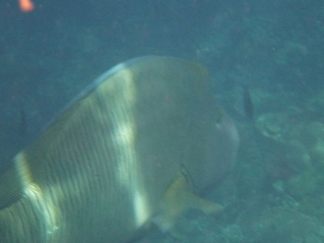 近づいて撮影しました。<br />こんなに近くを泳げるのも、岸からすぐ近くにドロップオフがあるからだと思います。スノーケラーはちょうどその境目ぐらいで待機しているといろいろな大物がやってきます。