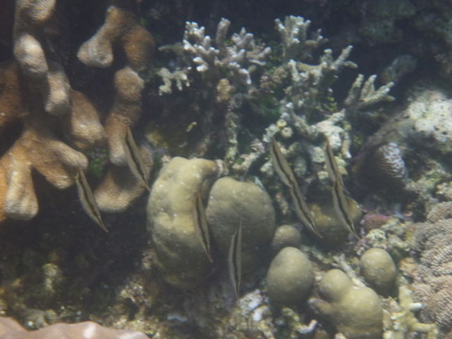 ガイドさんが並べてくれました。<br />8匹かな？<br />