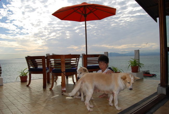 この犬たちは、警備犬だそうです。<br />合計4匹います。<br />